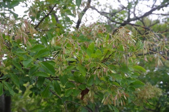 �F���A�����O�L�� �A�I�_��