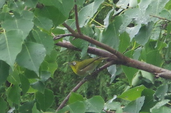 �F���A�����O�L�� ���W��