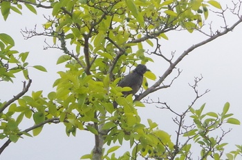 �F���A�����O�L�� �q���h��