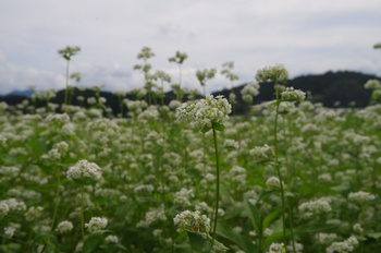 ����s�} �\�o