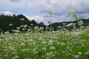 ����s�} �\�o