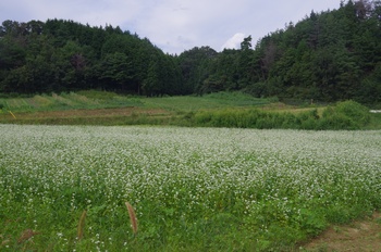 ����s�} �\�o