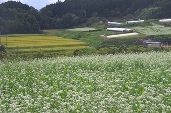 ����s�} �\�o��