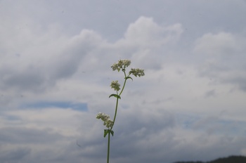 ����s�} �\�o