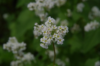 ����s�} �\�o