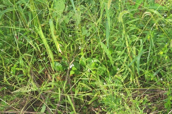 ����s�} �\�o