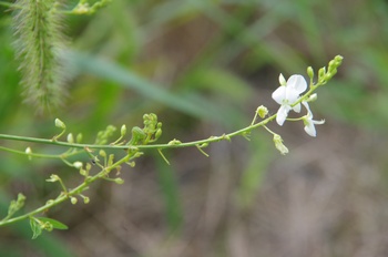 ����s�} ���A���`�k�X�r�g�n�M