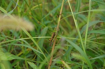 ����s�} �C�i�S