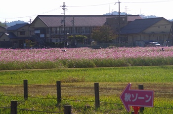 ������ �R�X���X