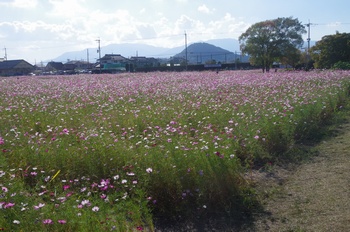 ������ �R�X���X