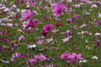 ������ �R�X���X