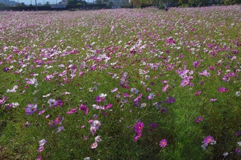 ������ �R�X���X