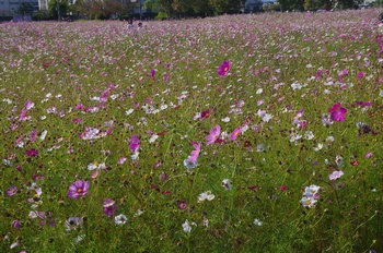 ������ �R�X���X