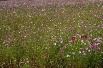 ������ �R�X���X