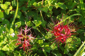 ������ �q�K���o�i