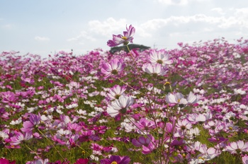 ������ �H��