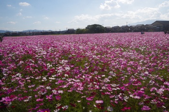 ������ �R�X���X