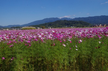 ������ �R�X���X