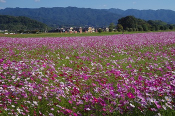 ������ �R�X���X