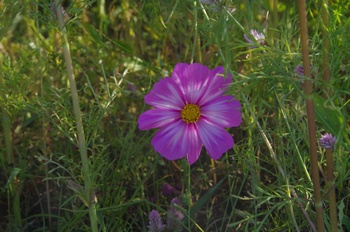 ������ �R�X���X