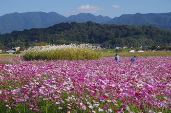 ������ �R�X���X