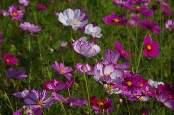 ������ �R�X���X