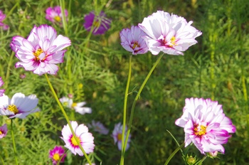 ������ �R�X���X