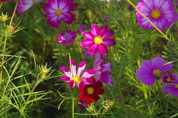 ������ �R�X���X