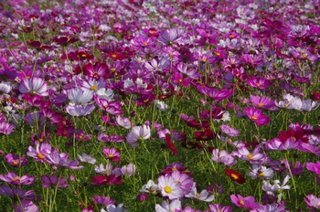 ������ �R�X���X