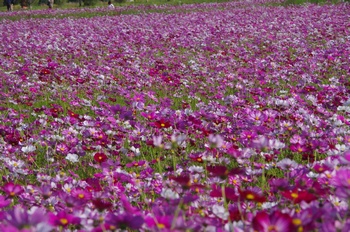 ������ �R�X���X