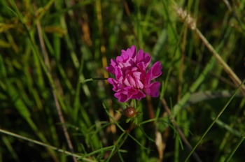 ������ �R�X���X