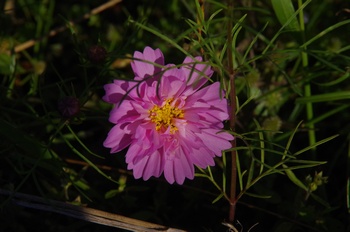 ������ �R�X���X