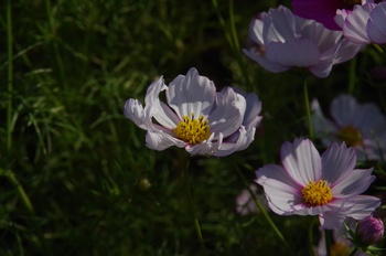 ������ �R�X���X