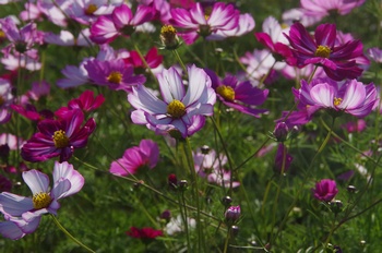 ������ �H��