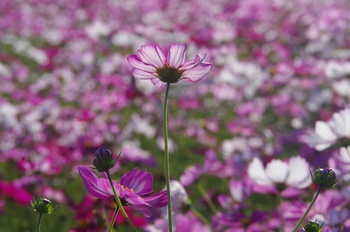 ������ �H��