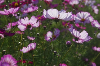 ������ �H��