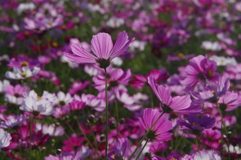 ������ �H��