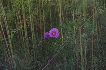 ������ �H��