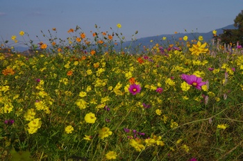 ������ �L�o�i�R�X���X