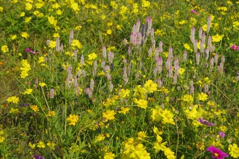 ������ �m�Q�C�g�E