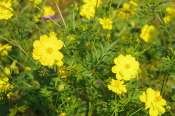 ������ �L�o�i�R�X���X