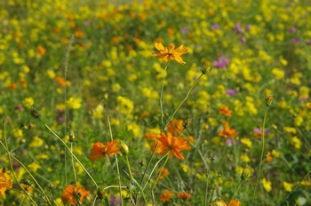 ������ �L�o�i�R�X���X