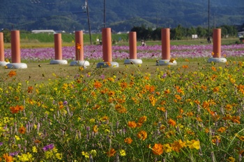 ������ �L�o�i�R�X���X