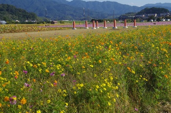 ������ �L�o�i�R�X���X