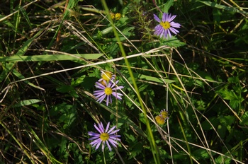 ������ �����i