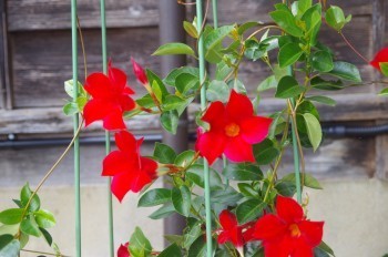 �F�Ɏs �}���f�r��