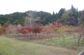 �F�Ɏs�Ђ�� �J�G�f