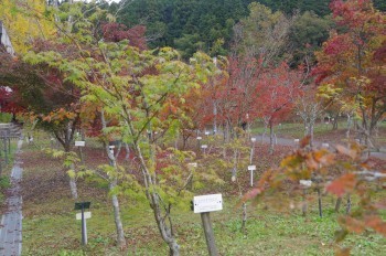 �F�Ɏs�Ђ�� �J�G�f