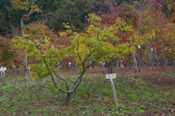 �F�Ɏs�Ђ�� �J�G�f