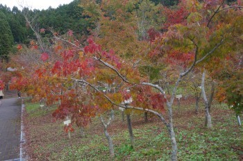 �F�Ɏs�Ђ�� �J�G�f